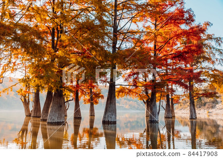 Swamp Taxodium trees with red needles and reflection on water. Autumn in lake. 84417908