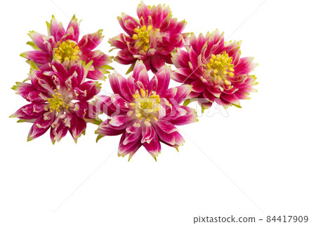 aquilegia flower isolated 84417909