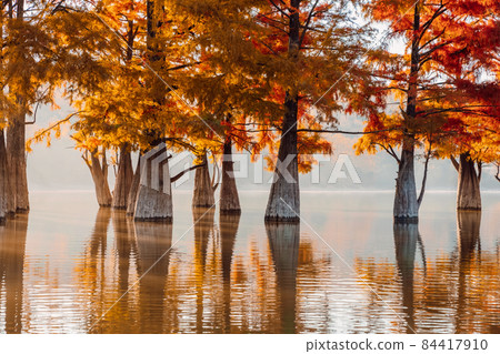 Swamp trees with orange needles and reflection on water. Autumnal trees in lake. 84417910