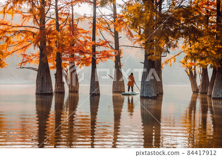Traveller float on stand up paddle board at lake with Taxodium trees in autumn 84417912