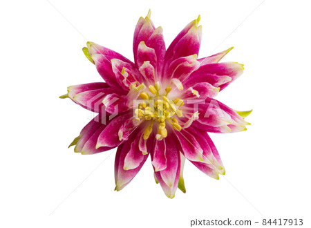 aquilegia flower isolated 84417913