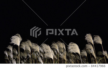 [Autumn image] Japanese pampas grass swaying in the wind. Black background. 84417966