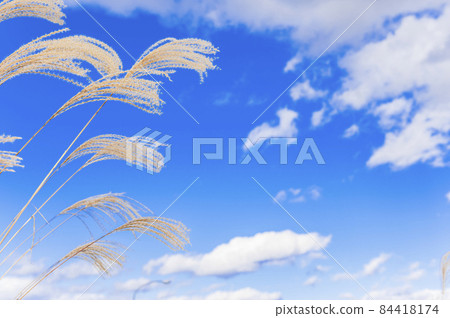 Hakone / Sengokuhara Susuki and the blue sky. Autumn image. Hakone / Sengokuhara Susuki and the blue sky. Autumn image. 84418174