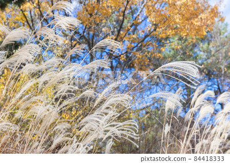 [秋天的圖像] 與日本蒲葦的風景 84418333