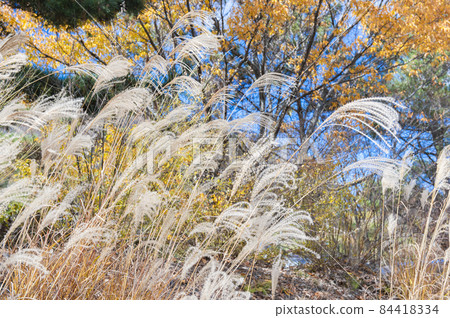 [秋天的圖像] 與日本蒲葦的風景 84418334