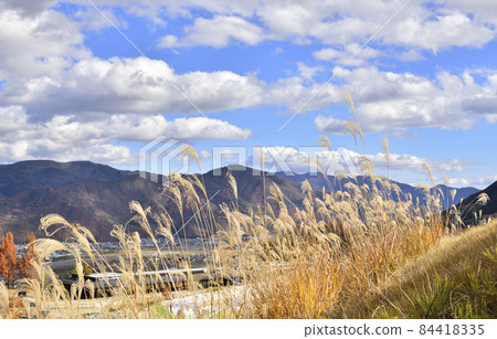 [秋天的圖像] 與日本蒲葦的風景 84418335