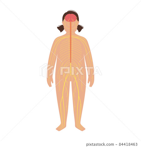 Human nervous system Human nervous system 84418463