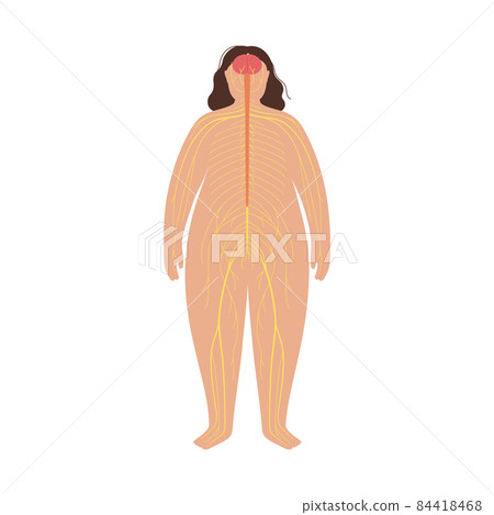 Human nervous system 84418468