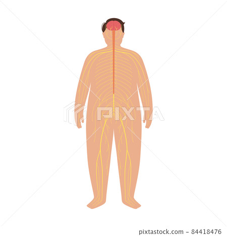 Human nervous system Human nervous system 84418476
