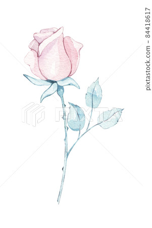 Pink rose flower. Provence, Spring, summer floral Watercolor hand painted isolated elements on white background. botanical illustration. for Wedding invitation, birthday card design 84418617