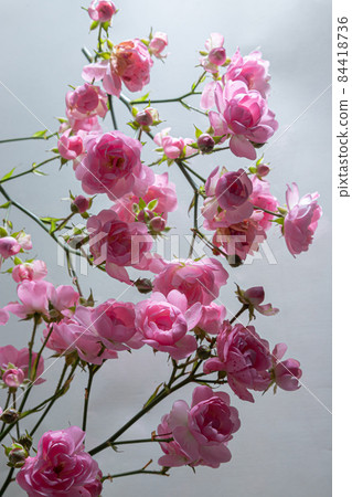 Pink roses bouquet light petal flower blooming with green stem pattern 84418736