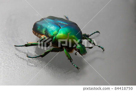 Cetonia aurata called the green rose chafer is a beetle that has a metallic structurally coloured green and a distinct V-shaped scutellum. Underside of the beetle has a coppery. 84418750