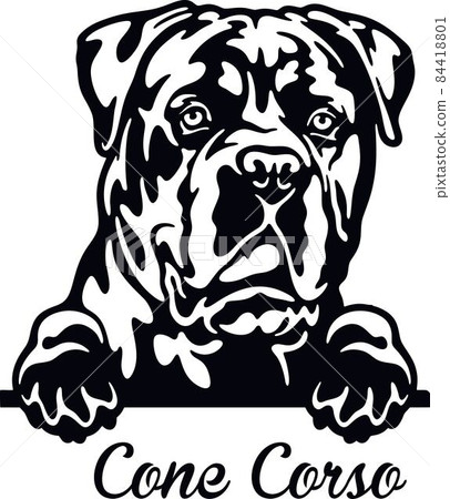 Cane Corso Peeking Dog - head isolated on white 84418801