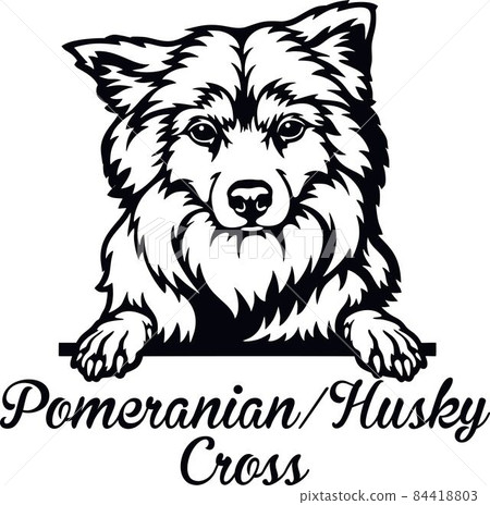 Pomeranian Husky Cross Peeking Dog - head isolated on white Pomeranian Husky Cross Peeking Dog - head isolated on white 84418803