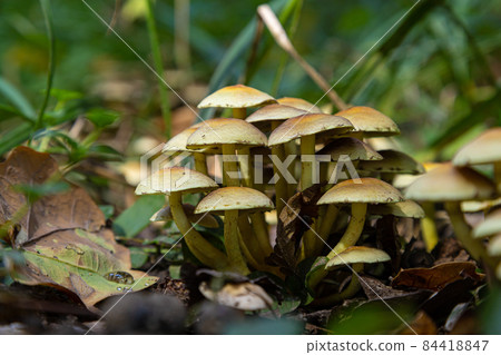 Forest mushrooms in the grass. Gathering mushrooms growing on an old tree stump in the forest 84418847