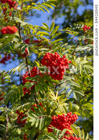 Close up on a Rowan tree branch laden with Rowen berries 84418848