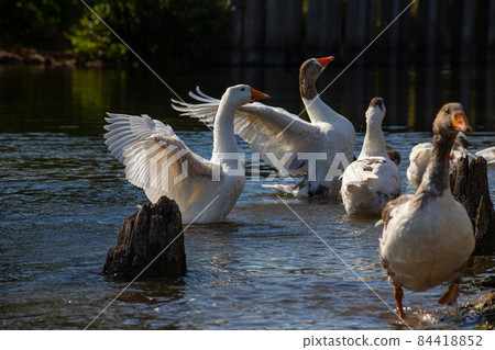Domestic geese swim in the water. A flock of white beautiful geese in the river 84418852