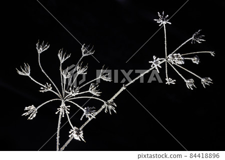 Frozen white wild carrot flowers. black background, pattern texture for design Frozen white wild carrot flowers. black background, pattern texture for design 84418896