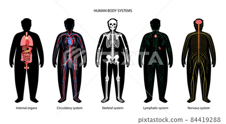 Human body systems 84419288