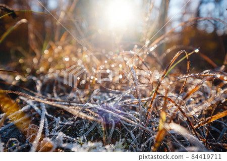 autumn leaves in ice . first frost 84419711