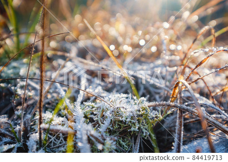 autumn leaves in ice . first frost 84419713