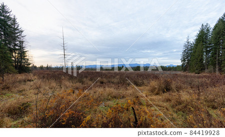 Derby Reach Regional Park in Langley, Greater Vancouver, British Columbia, Canada Derby Reach Regional Park in Langley, Greater Vancouver, British Columbia, Canada 84419928