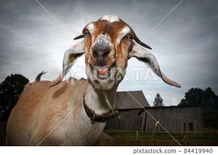 Goat in a dark countryside background Goat in a dark countryside background 84419940