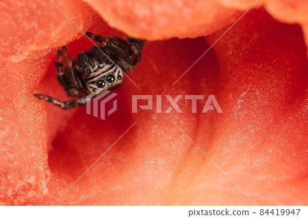 Little jumping spider inside the red tomato Little jumping spider inside the red tomato 84419947