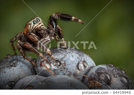 Jumping spider & Blackberry 84419948