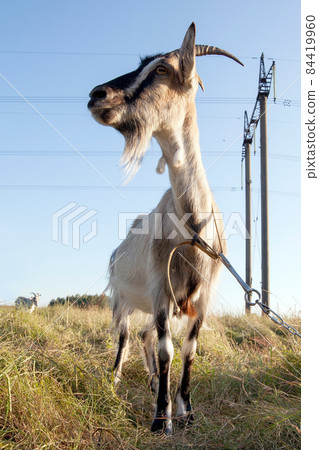 She-goat She-goat 84419960