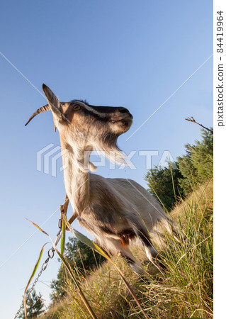 She-goat She-goat 84419964