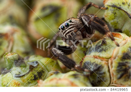 Jumping spider and green buds Jumping spider and green buds 84419965