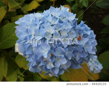 A light blue hydrangea 84420135