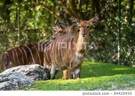 Nyala Antelope - Tragelaphus angasii. Wild life animal. Nyala Antelope - Tragelaphus angasii. Wild life animal. 84420450