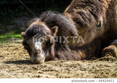 Bactrian camel, Camelus bactrianus in a german park Bactrian camel, Camelus bactrianus in a german park 84420451