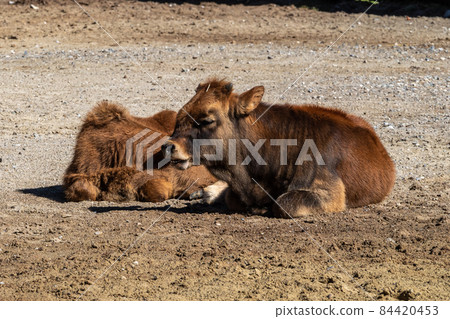 Young baby Heck cattle, Bos primigenius taurus or aurochs in the zoo 84420453