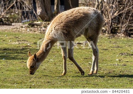 Vicunas, Vicugna Vicugna, relatives of the llama in a German park Vicunas, Vicugna Vicugna, relatives of the llama in a German park 84420481