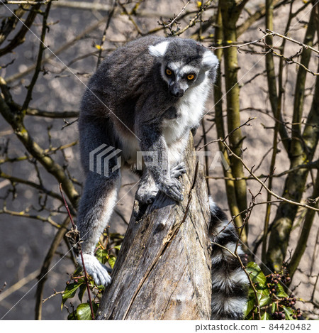 The ring-tailed lemur,Lemur catta with white ringed tail is the most known lemur The ring-tailed lemur,Lemur catta with white ringed tail is the most known lemur 84420482