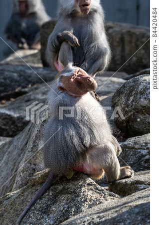 The hamadryas baboon, Papio hamadryas is a species of baboon The hamadryas baboon, Papio hamadryas is a species of baboon 84420484
