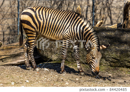 Hartmann's Mountain Zebra, Equus zebra hartmannae. An endangered zebra Hartmann's Mountain Zebra, Equus zebra hartmannae. An endangered zebra 84420485