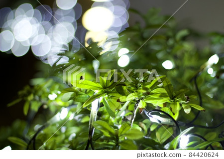 Leaves and illuminations Leaves and illuminations 84420624