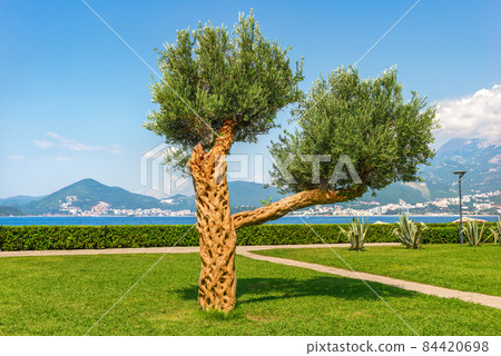 Big olive tree Big olive tree 84420698