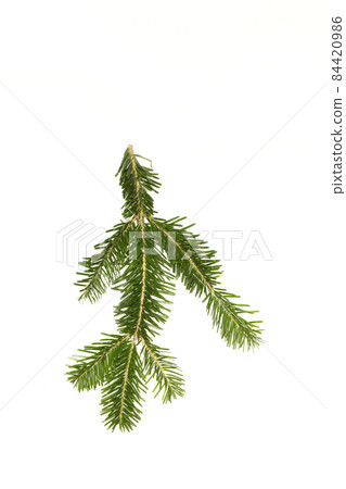 Spruce branch isolated on white background. High resolution photo. Spruce branch isolated on white background. High resolution photo. 84420986