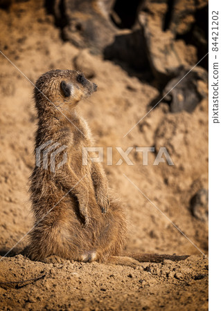 HD wallpaper: meerkat, watch, guard, mammal, supervisor, cute, attention |  Wallpaper Flare