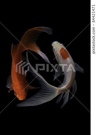 Koi fish on black background Koi fish on black background 84421471