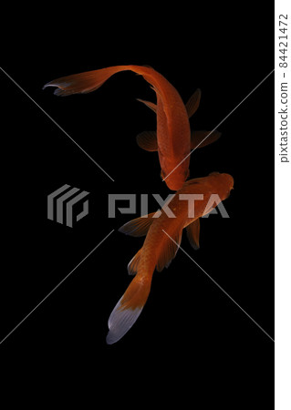 Koi fish on black background Koi fish on black background 84421472