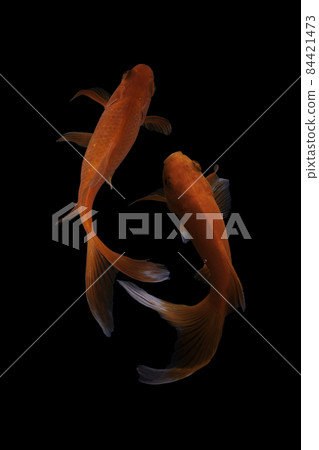 Koi fish on black background Koi fish on black background 84421473