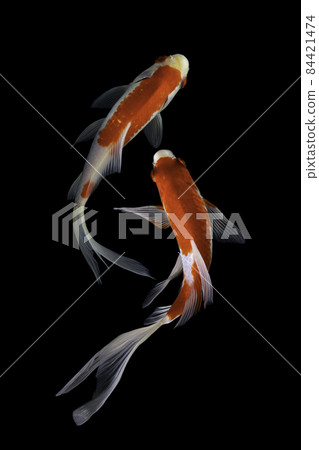 Koi fish on black background Koi fish on black background 84421474