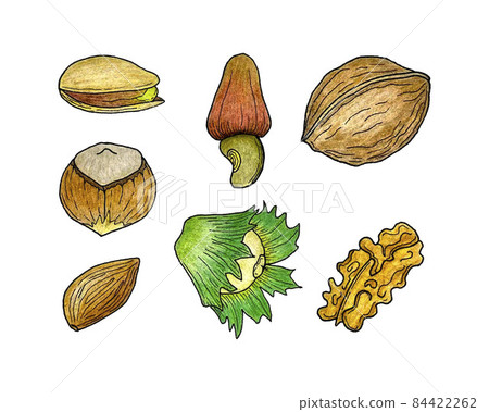 Set of nuts, pistachios hazelnut walnut almonds, hand-drawn pencil drawing, contour, sketch. Isolated, white background. Set of nuts, pistachios hazelnut walnut almonds, hand-drawn pencil drawing, contour, sketch. Isolated, white background. 84422262