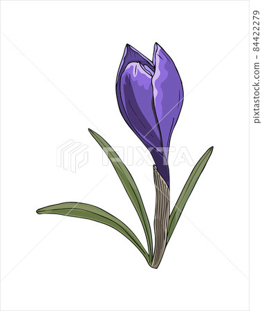 Spring flower Crocus violet color hand drawing sketch, doodling style, isolated on white background. Spring flower Crocus violet color hand drawing sketch, doodling style, isolated on white background. 84422279